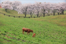 米美知子 桜もよう