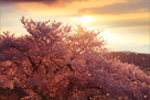 米美知子写真集「桜（はな）もよう」