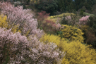 米美知子 桜もよう