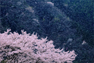 米美知子写真集「桜（はな）もよう」